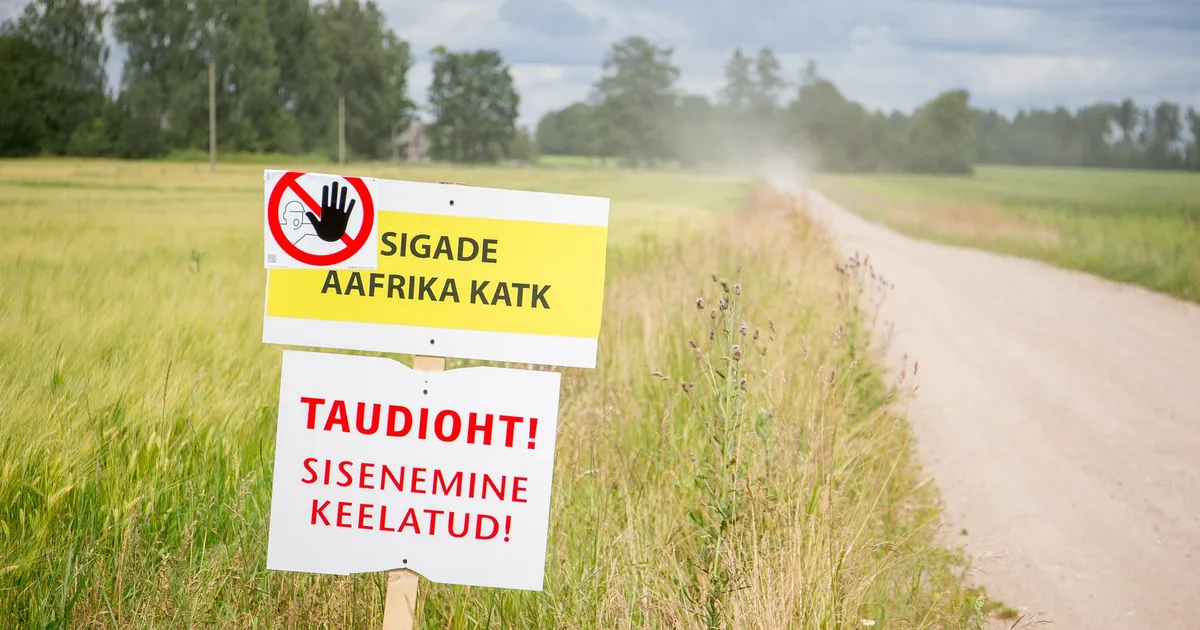 Estonian agency: ASF restriction zone to expand