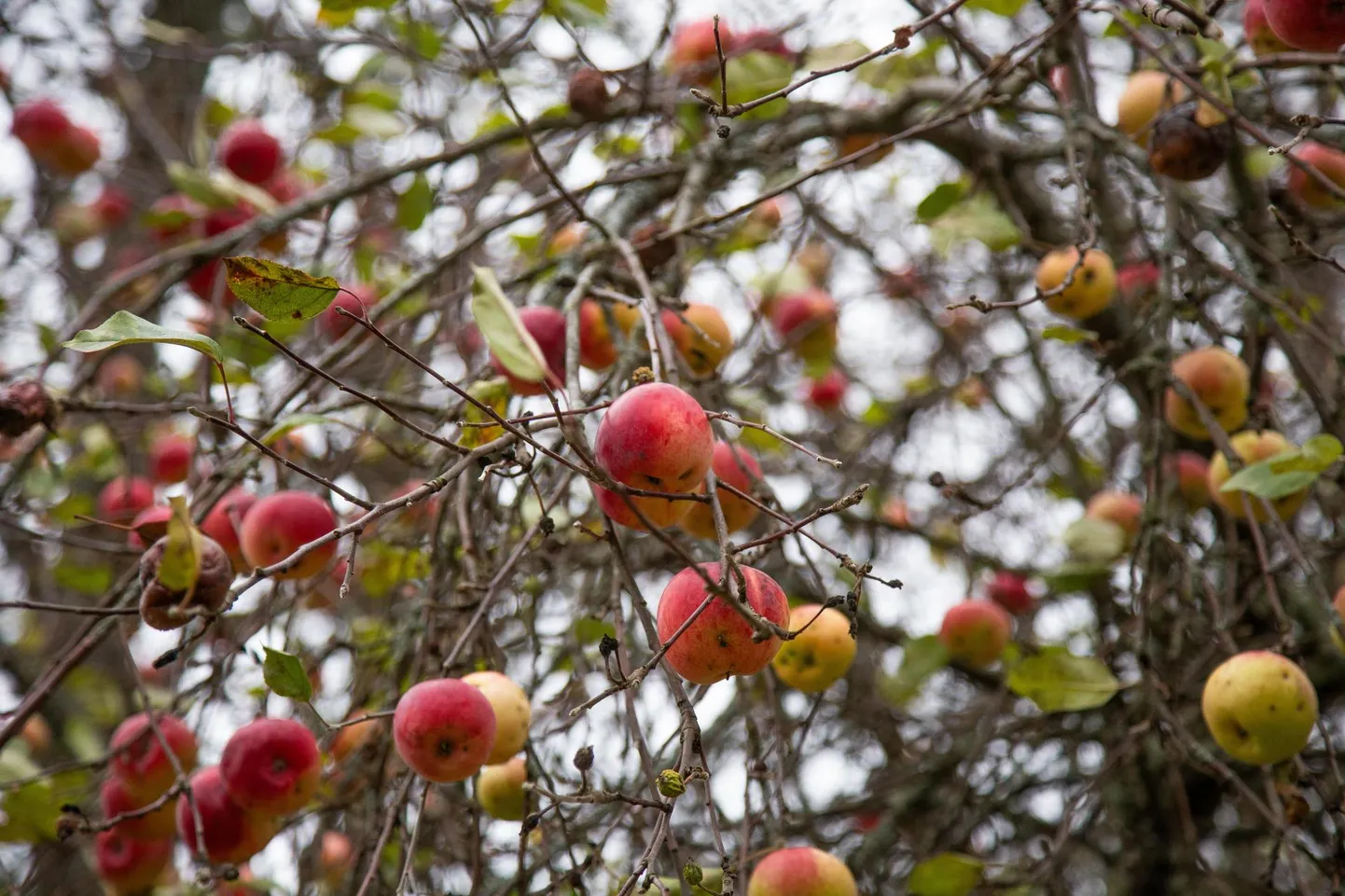 Tänavusel soojal sügisel võis veel mõned nädalad tagasi puu otsast õunu korjata.