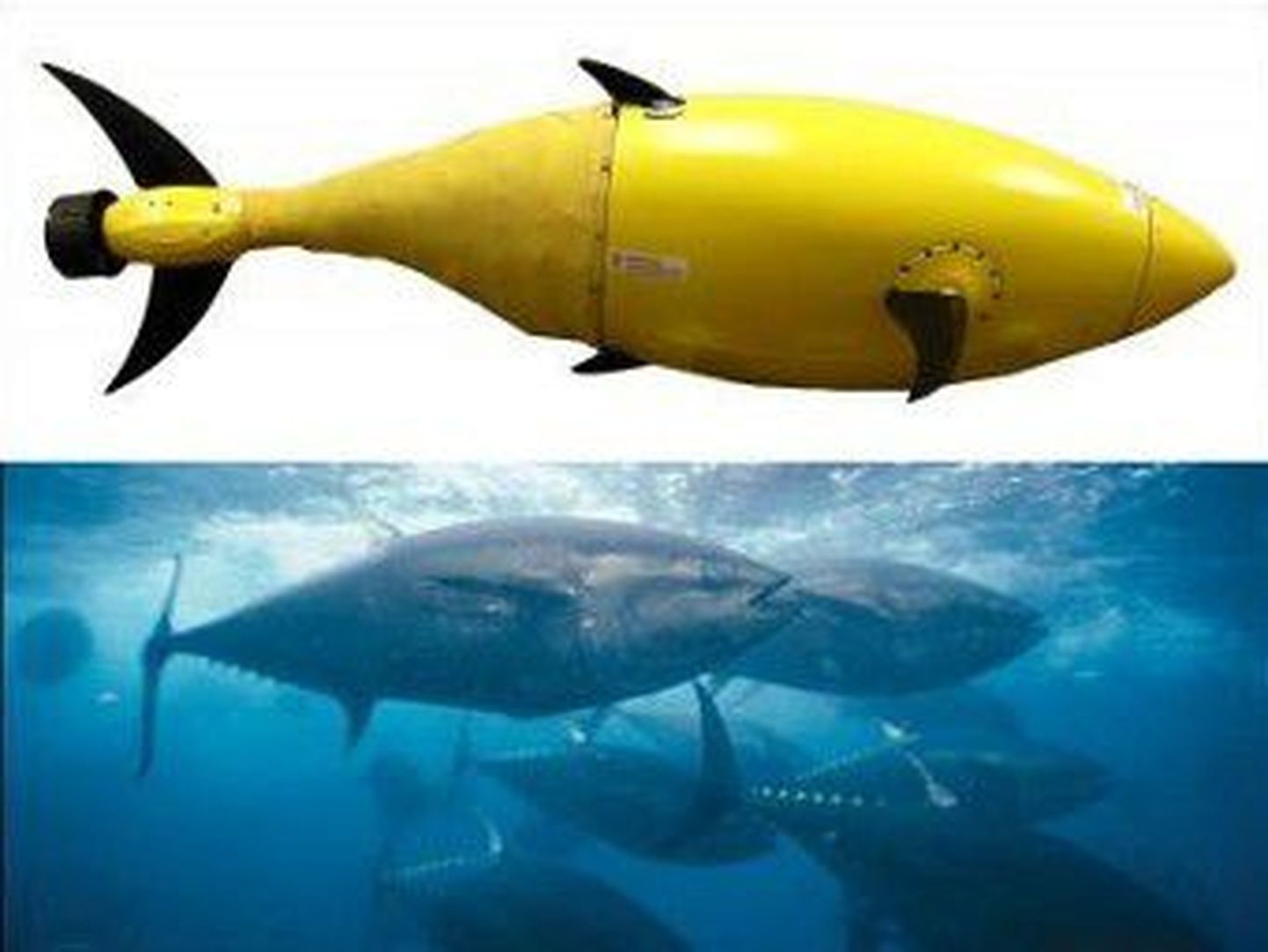 Прототип робота-тунца и настоящие тунцы