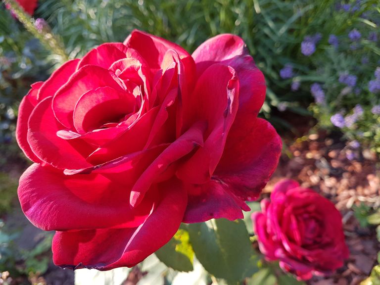 Цвет розы «Юбилей папы Мейяна» трудно передается на снимке, в действительности она похожа на благородный темно-красный бархат.