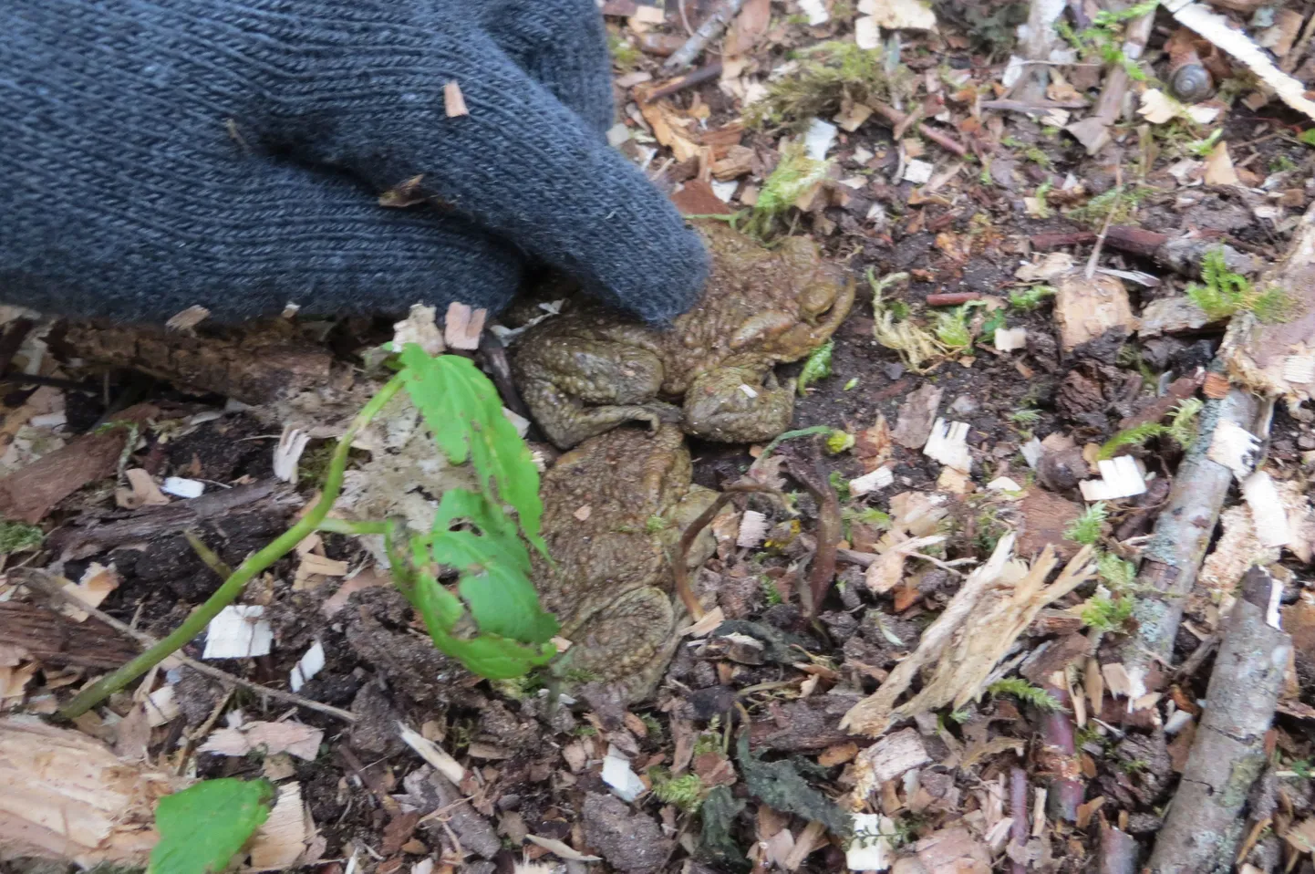 Valga põhikooli konnatalgud 2015. aastal Soorus.