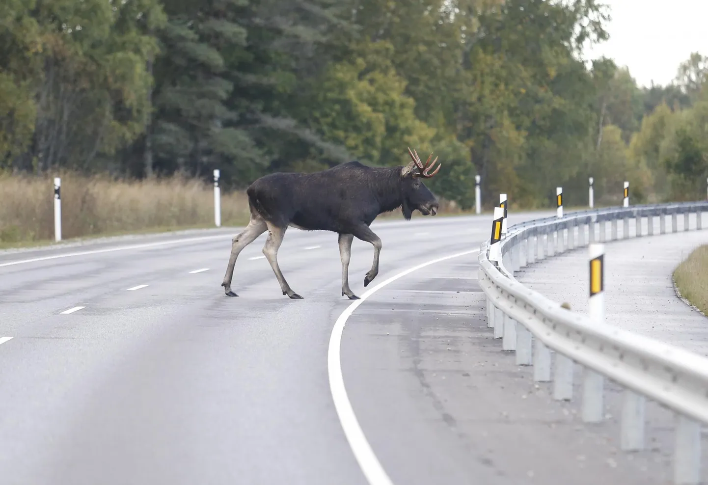 Ei teepiirded looma pea, nagu näha sel pildil Lääne-Virumaal Palmse lähedalt.