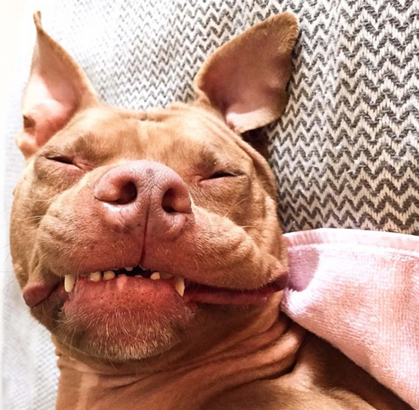Pitbull. Pilt on illustratiivne.