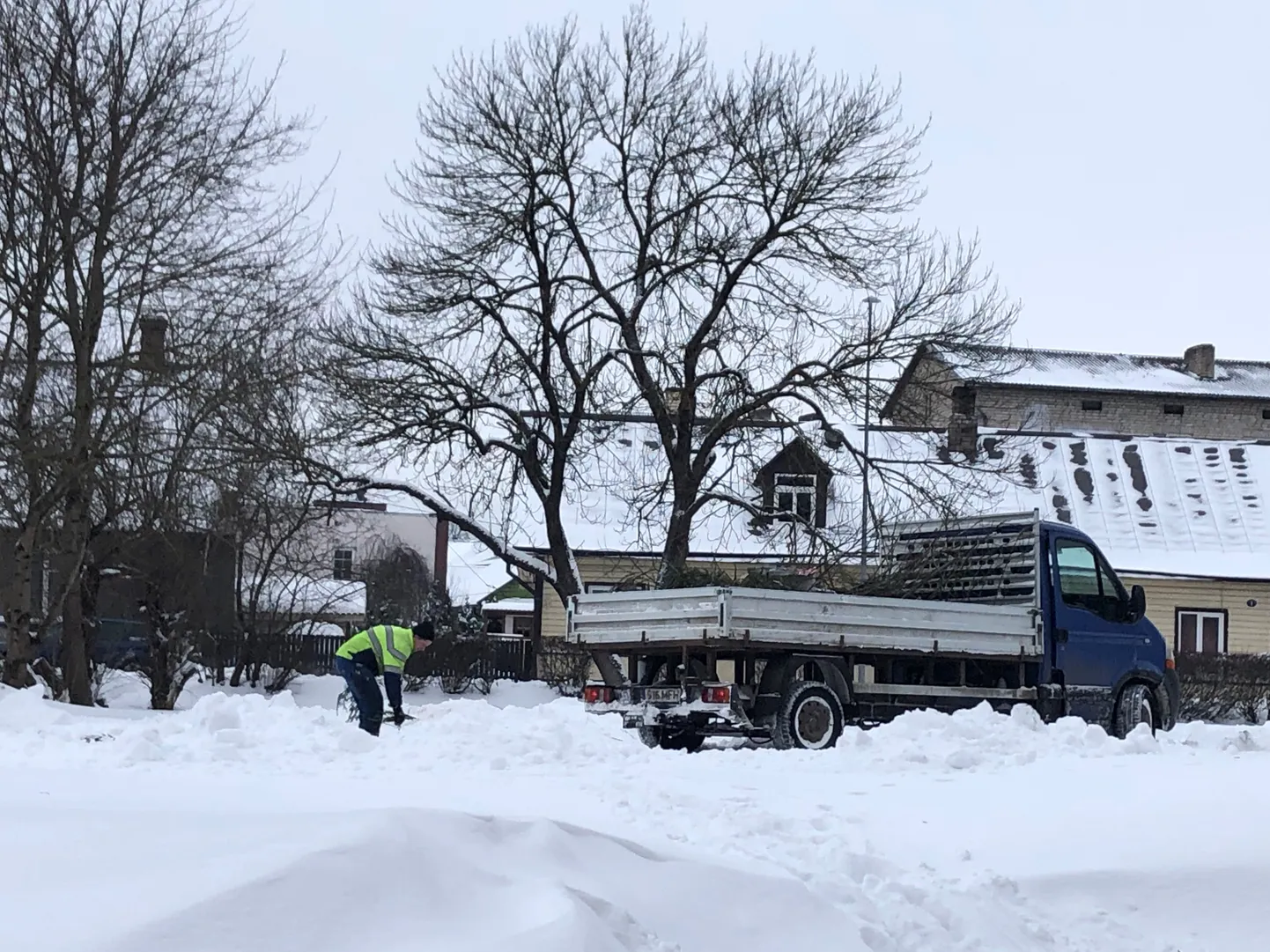 Tänavused paidelaste jõulukuused rändasid vabas õhus põletamise asemel linna jäätmejaama, kuhu jäävad kevadeni oma edasist saatust ootama.