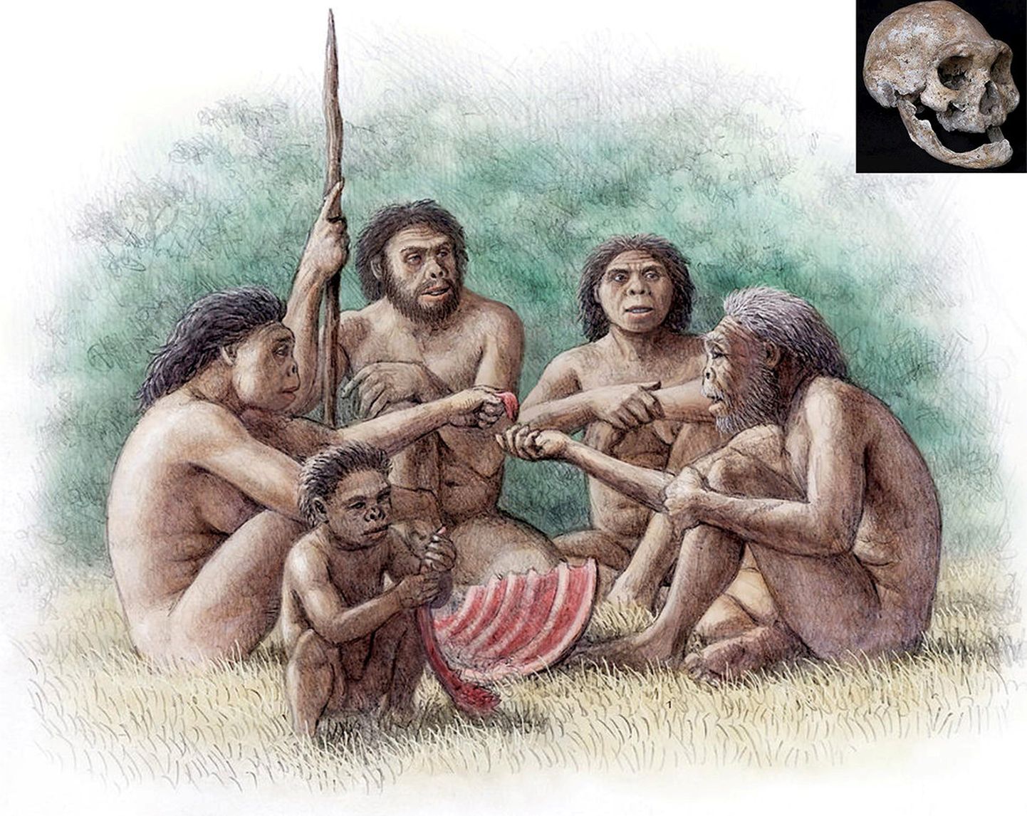 Joonistus Homo erectus'e esindajatest