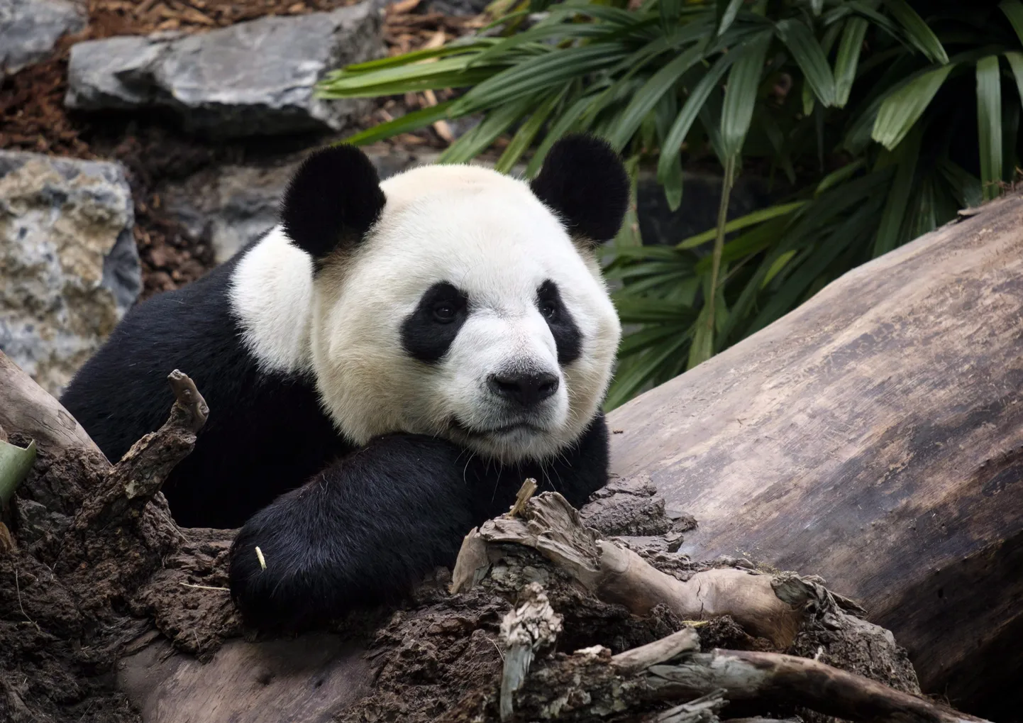 Hiidpanda Da Mao Kanada Calgary loomaaias.