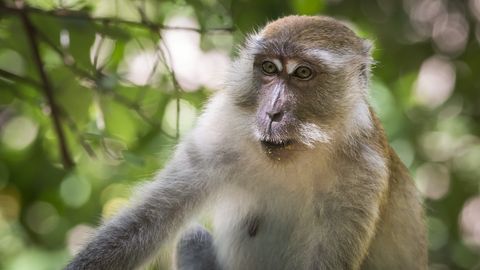 Need ahvid tunnevad näod ära usukumatu kiirusega – selleks on neil ajus oma «vidin»