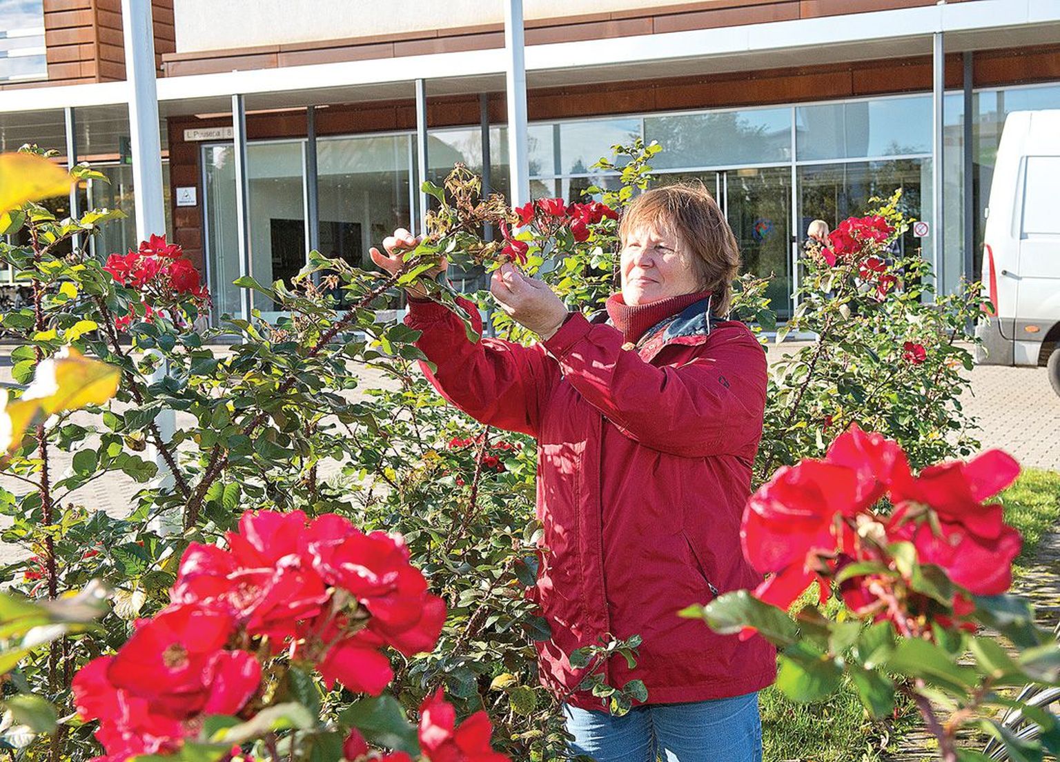 «Kliinikum on suur ja selle ees peavad olema suured ja vägevad asjad. Ka need roosid,» ütleb aednik Hele-Mall Klaassepp.