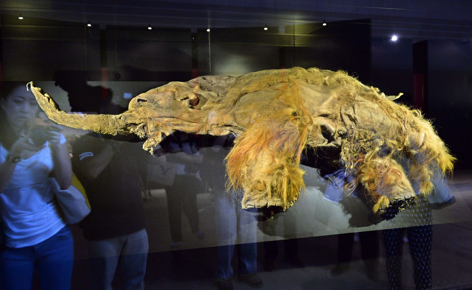 Siberist leitud 39 000 aasta vanuse emase mammuti jäänus