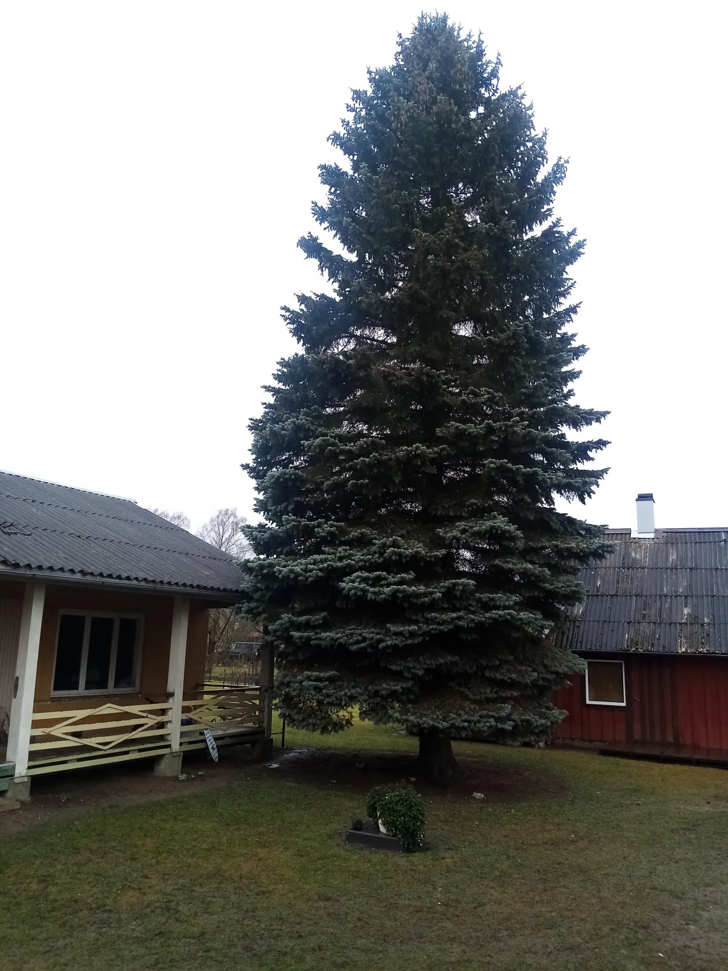 Rakvere tänavune jõulupuu saabub Rakkest.
