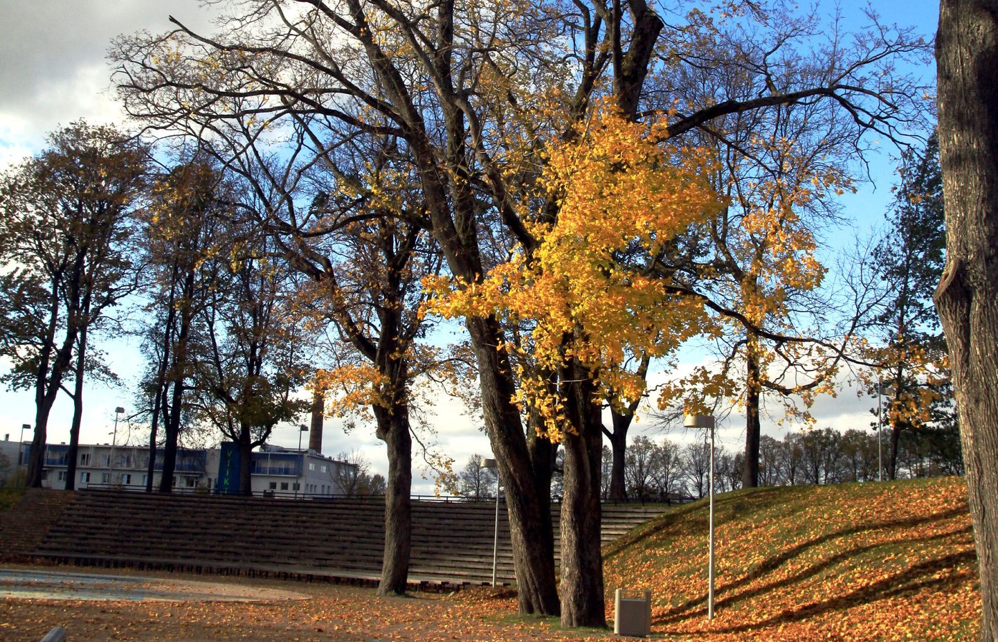 Rahvatarkus ütleb, et kui oktoober teeb metsa lehtedest lagedaks, on talvel pehmet ilma oodata