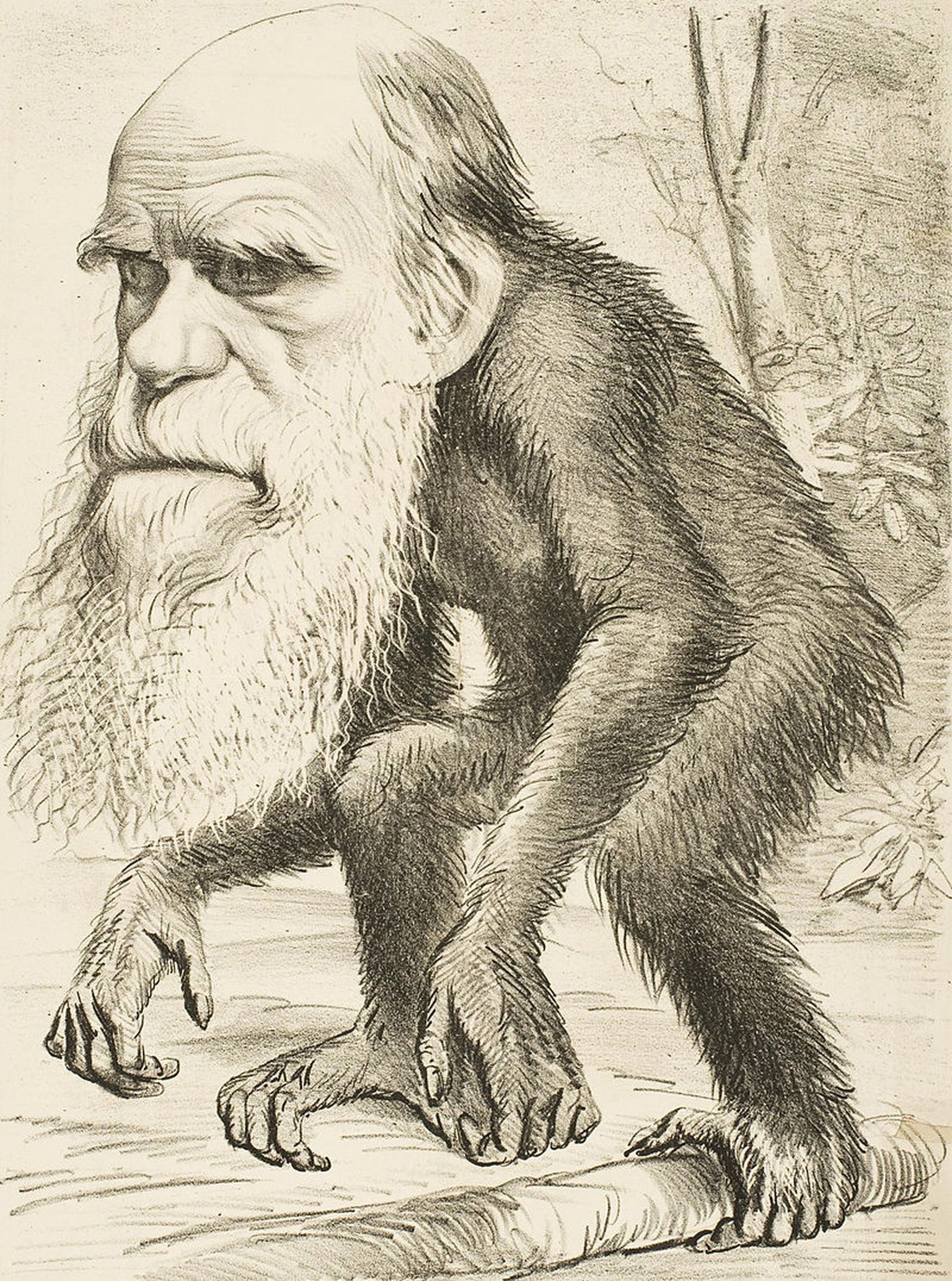 Čārlza Darvina karikatūra.
