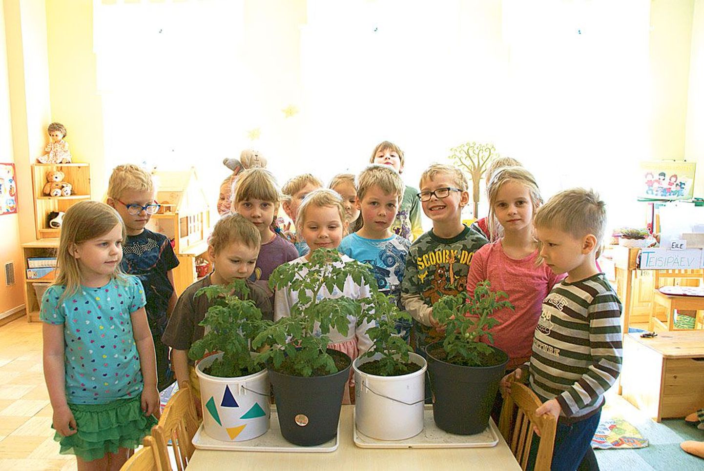 Tallinna Luha lasteaia Nakside rühma lapsed rõõmustavad nelja väikese rohelise tomati üle, mis pakuvad põnevust ja silmailu aprilli esimestest päevadest alates.