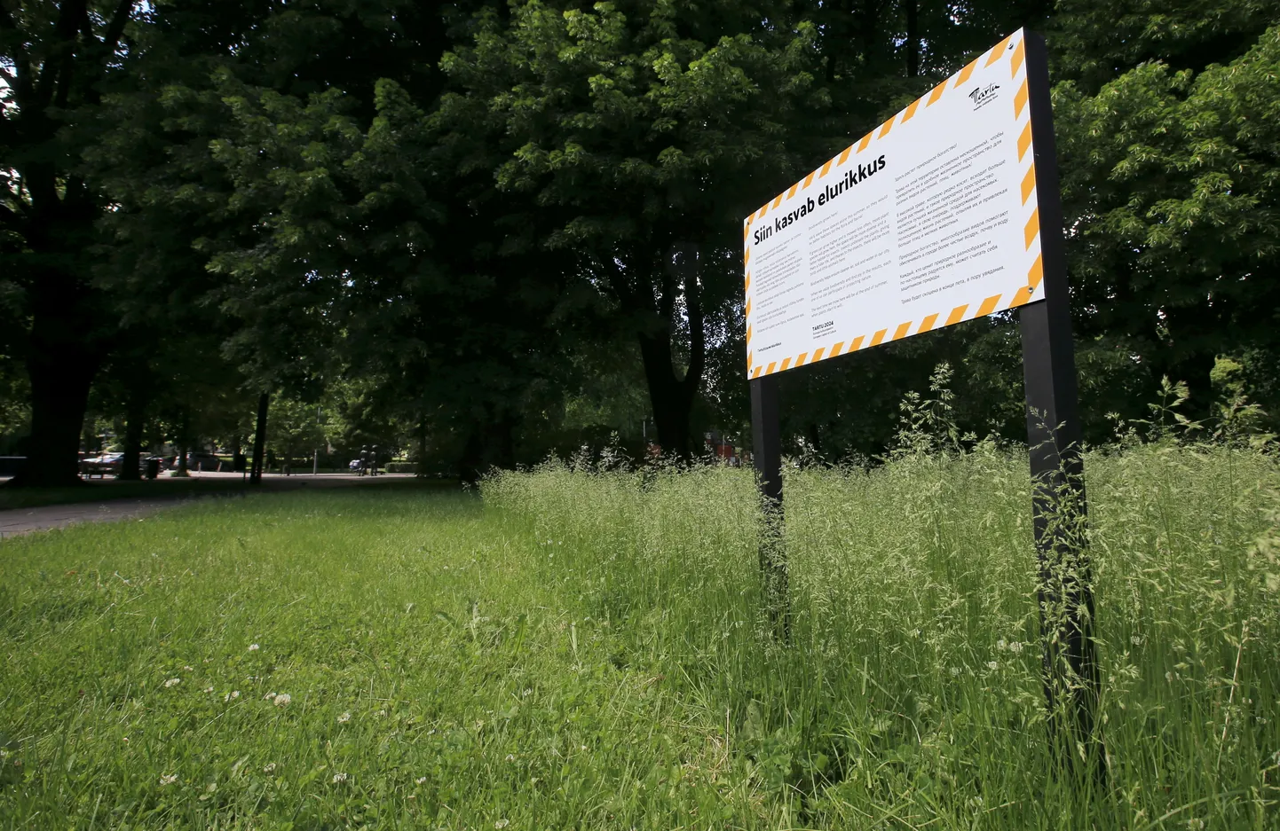 Sel aastal jätab linn liigirikkuse tõstmiseks paljud haljasalad niitmata. Teisipäeval lähevad Tartu loodusmaja ning lapsed maalappidele vaatama, mis taimed seal täpselt kasvavad.