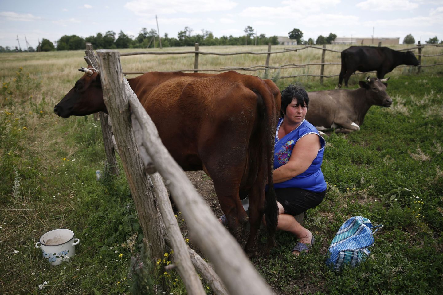 Naine Ida-Ukrainas lehma lüpsmas.