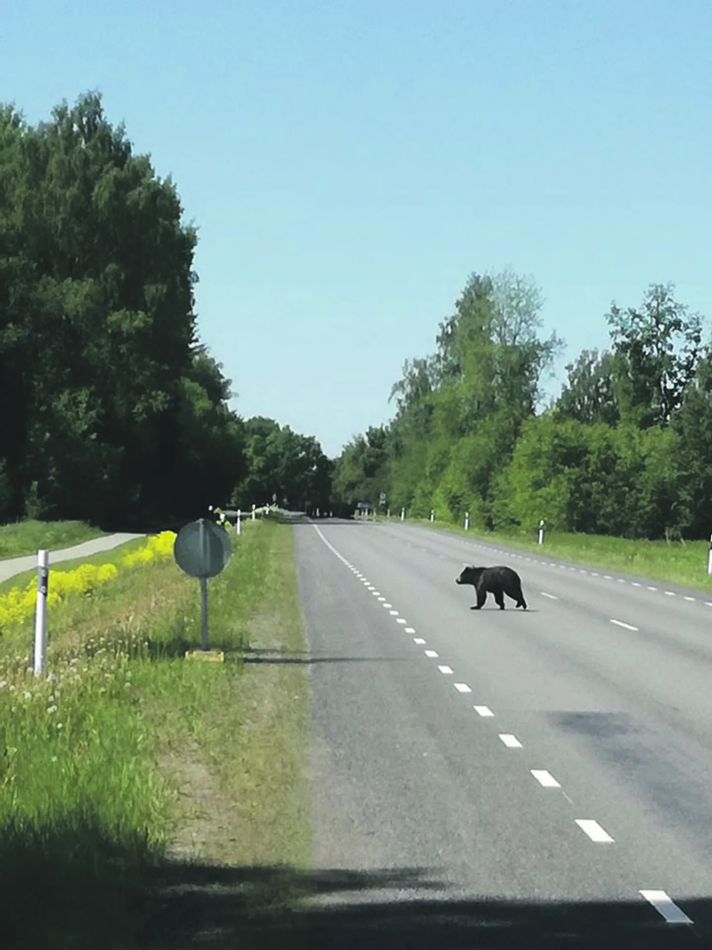 Ida-Virumaal tuleb karuga kohtumisi aina sagedamini ette.