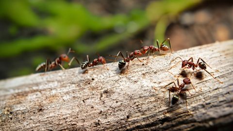 UNUSTA KEEMIA ⟩ Eesti eksperdid selgitavad, kuidas koduaias ohutult sipelgaid tõrjuda