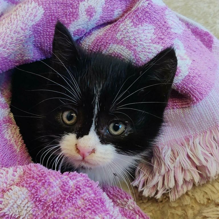 Augustis jõudis varjupaika mustvalge kassipoeg, kes oktoobris loovutatakse sümboolse euro eest.