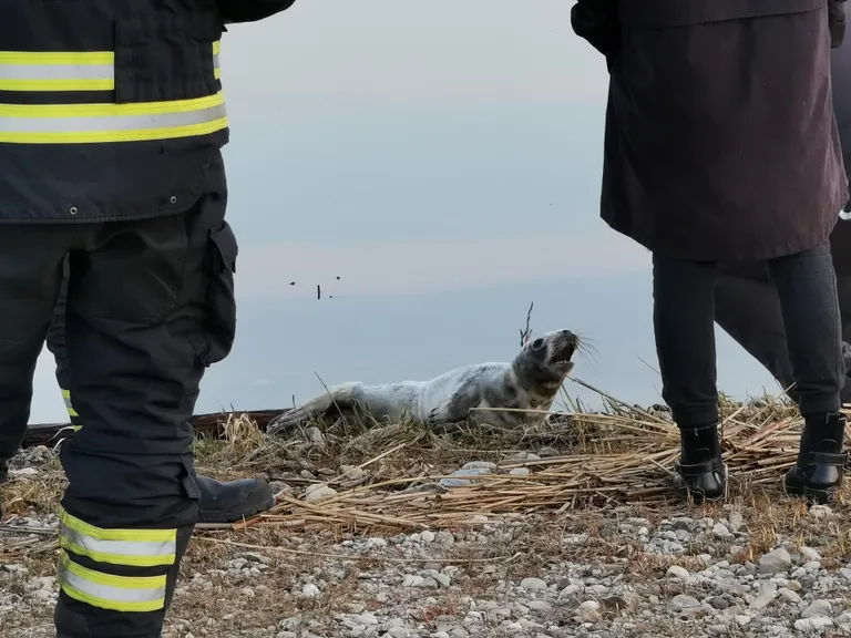 Päästjad teavitasid loomast keskkonnainspektsiooni.
