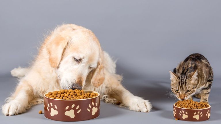 Собака и кошка перед мисками с сухим кормом