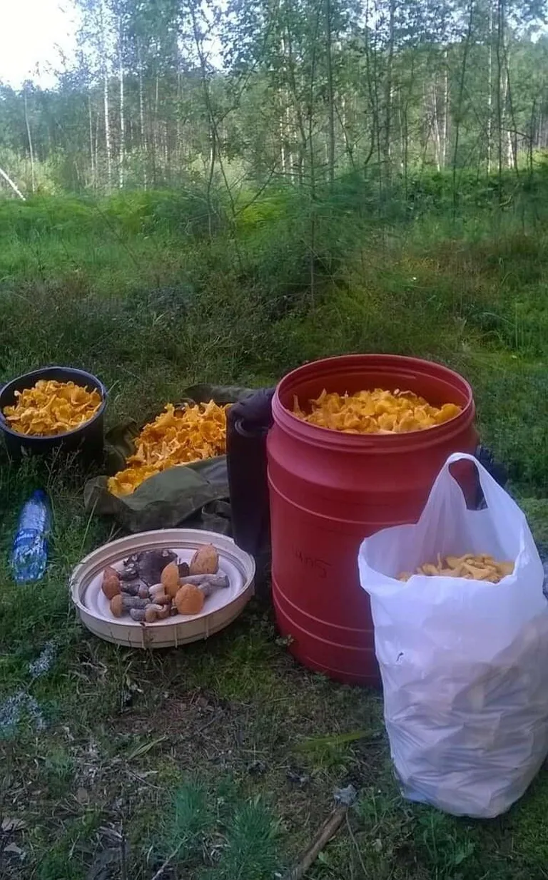 Mõni mees käis lausa tünniga seenel.
