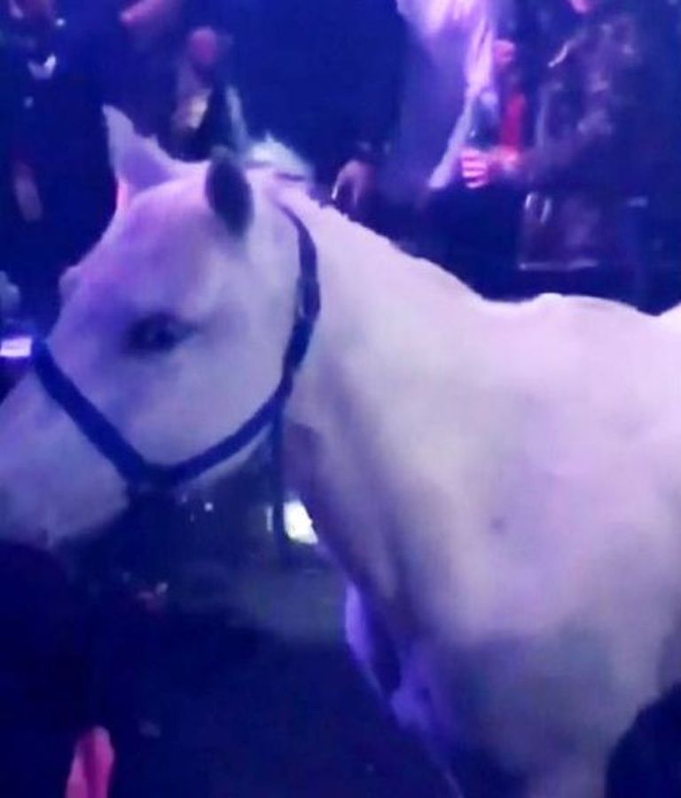 Hobune Miami Beachi ööklubis