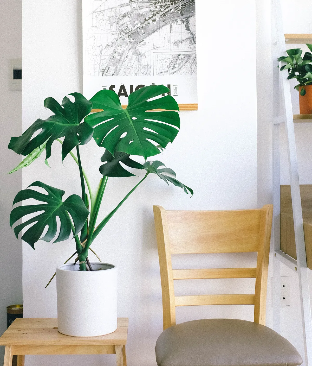 Meeldiv monstera.