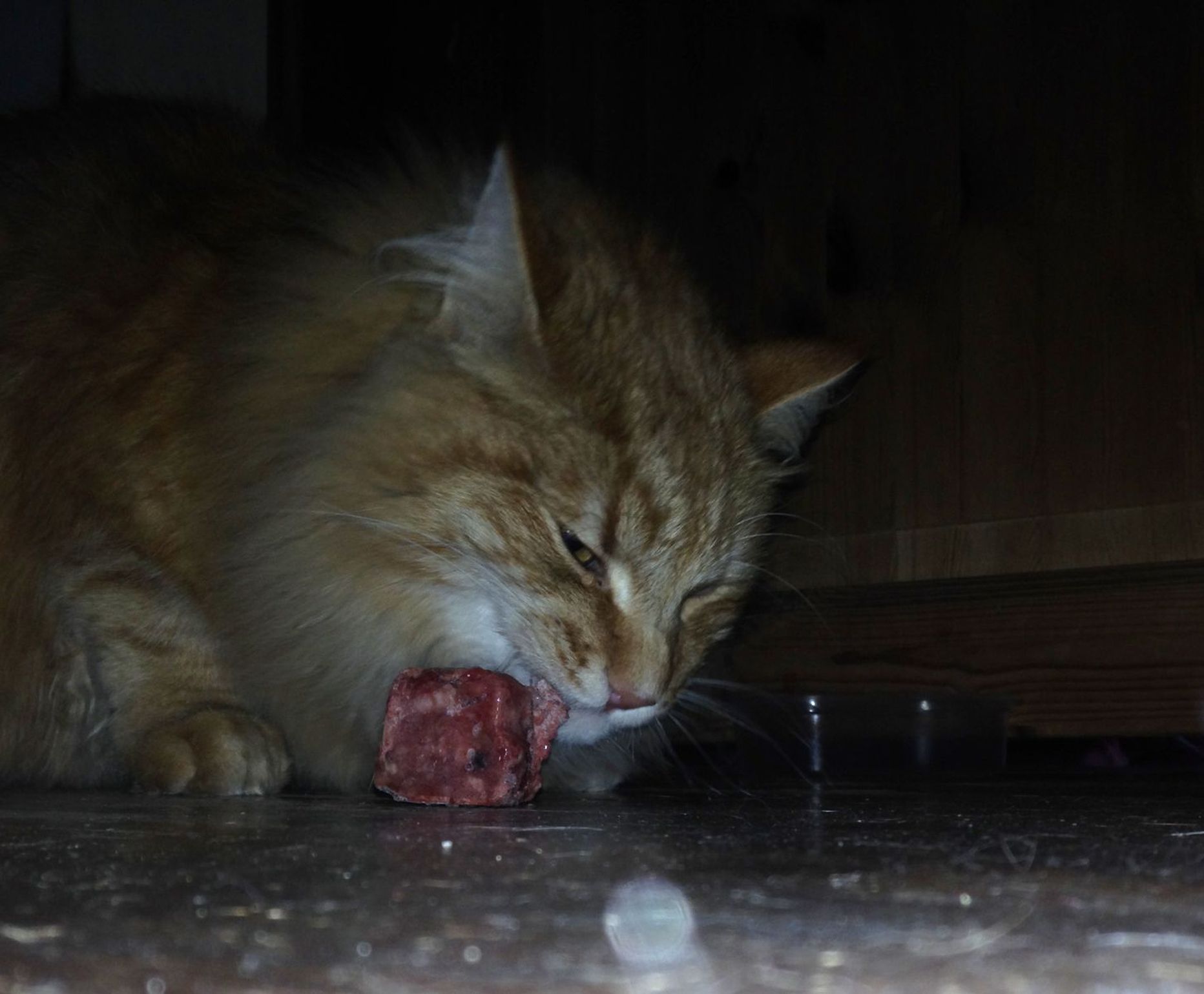 Loomaarst Kenno Ruuli kass Äge sööb toortoitu.