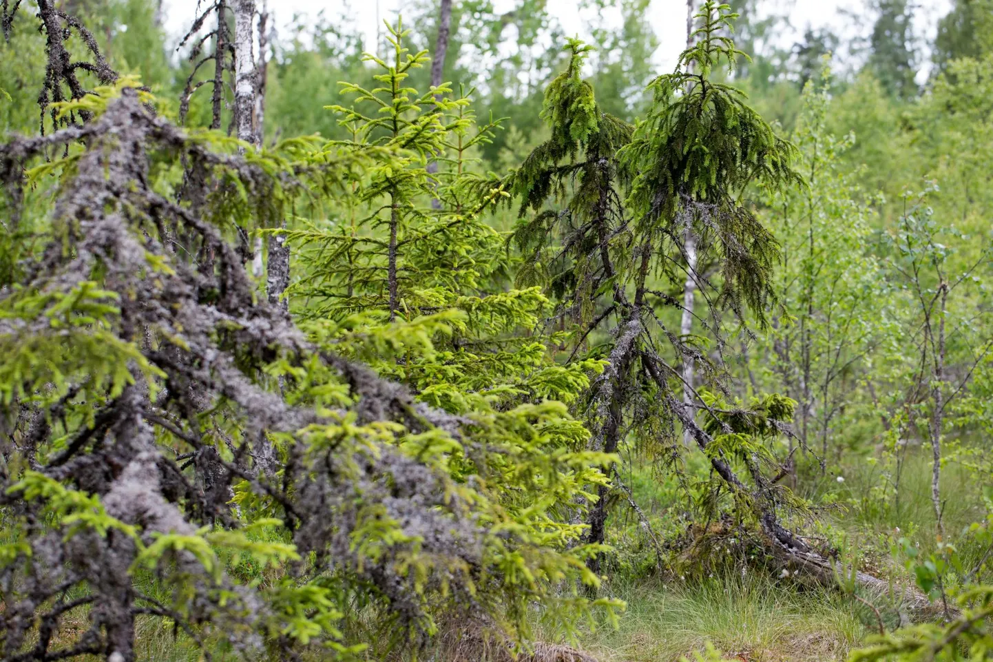 Metsade hooldusraiet toetatakse kuni 159 euroga hektari kohta.