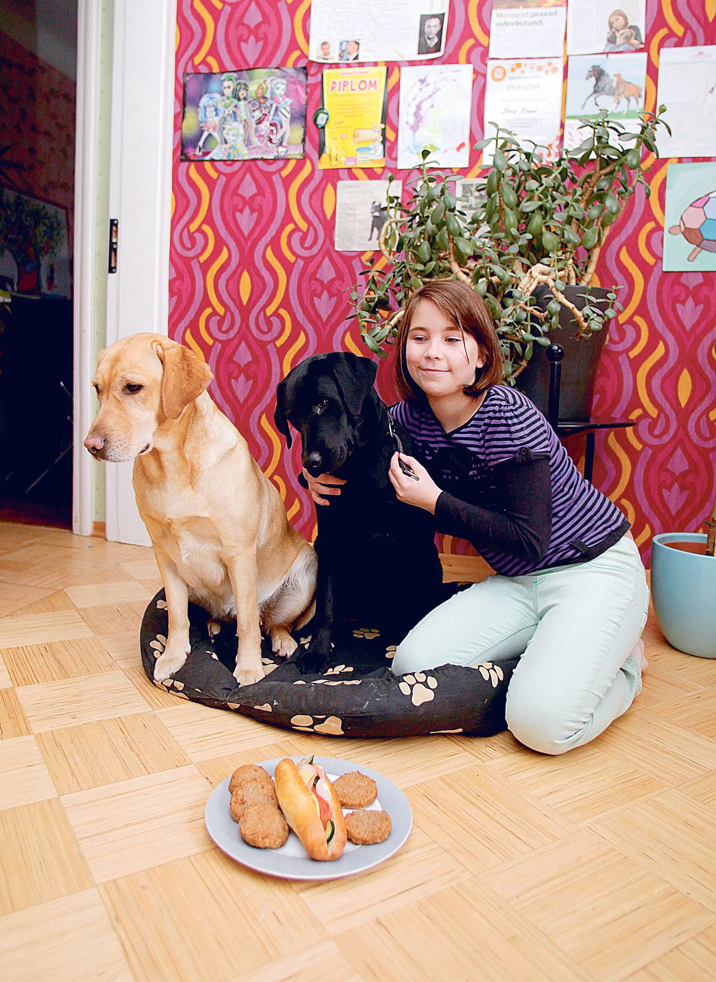 Pimeda inimese juht­koerahakatis Roosi (must koer), kes sai eile aastaseks, ja ta sõbranna, praegu juhtkoeraks õppiv Lotte (hele koer) talusid kotletitaldriku juures pidulikku pildistamist lausa kaameli kannatusega.