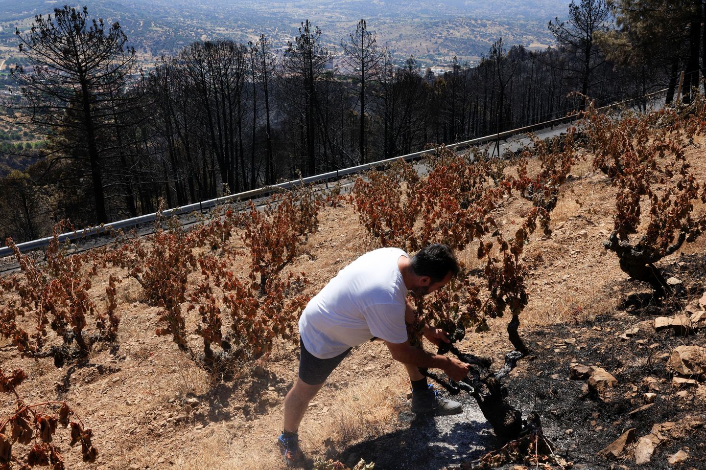 Hispaania viinamarjakasvataja ja veinivalmistaja Jesus Soto oma istanduses Avila provintsis Cebrerose lähedal, mis suures osas hävines maastikupõlengus
