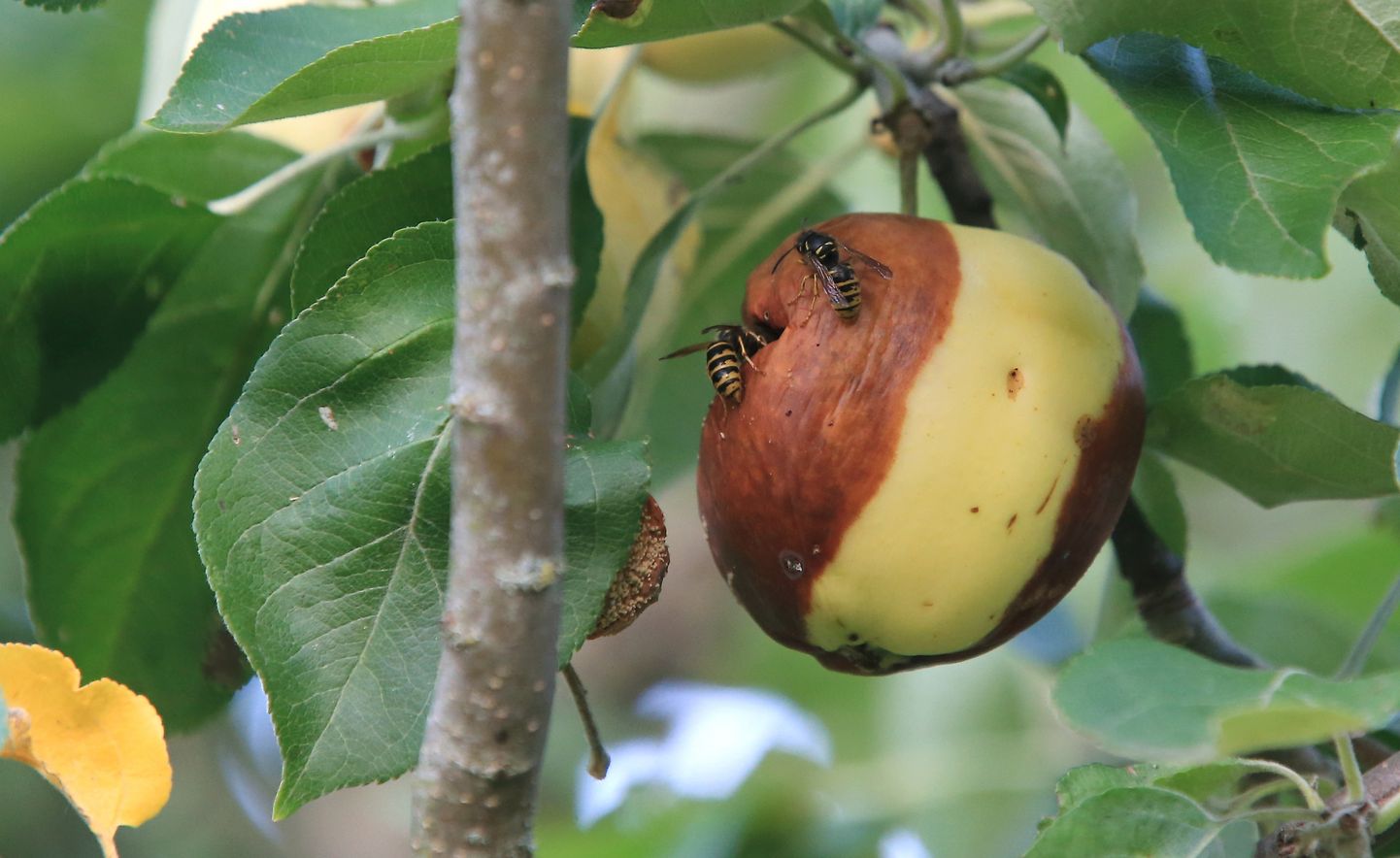 Tuttav pilt läinud suvel paljudes aedades. Kui õunakoi vastne õuna siseneb, vigastab ta vilja. Seesama imepisike vigastus laseb sisse puuviljamädaniku.