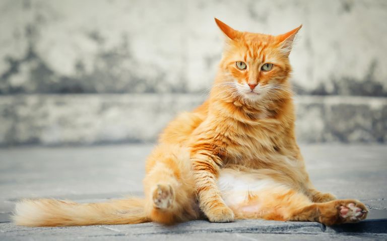 Толстый кот притворяется беззащитным, чтобы внезапно напасть. Фото иллюстративное