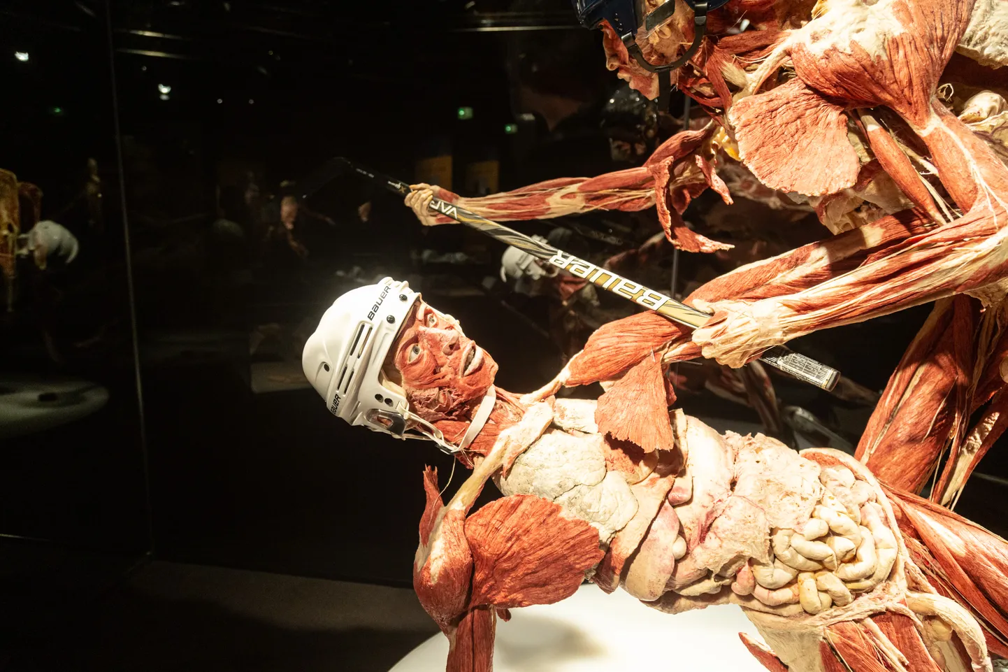 Открытие выставки Body Worlds в Таллинне в феврале 2020 года