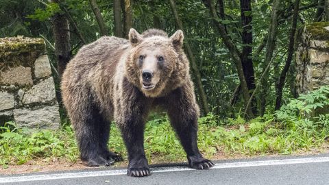 PÜSS PALGEL ⟩ Rumeenia ja Slovakkia tahavad küttida kaks kolmandikku oma metsades uitavatest karudest