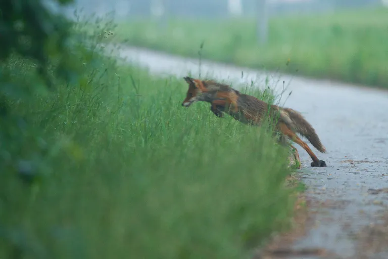 Hiirekütt jätab saagi asfaldile ja sööstab kõrge hüppega piiksuja poole.