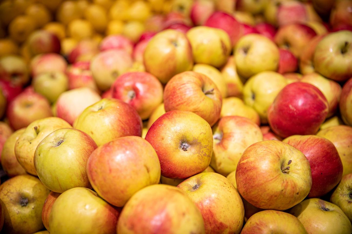 Hoidmiseks valitud õunu ei tasu panna kartulikeldrisse, kus kipub õuntele tulema mullamaitse. 