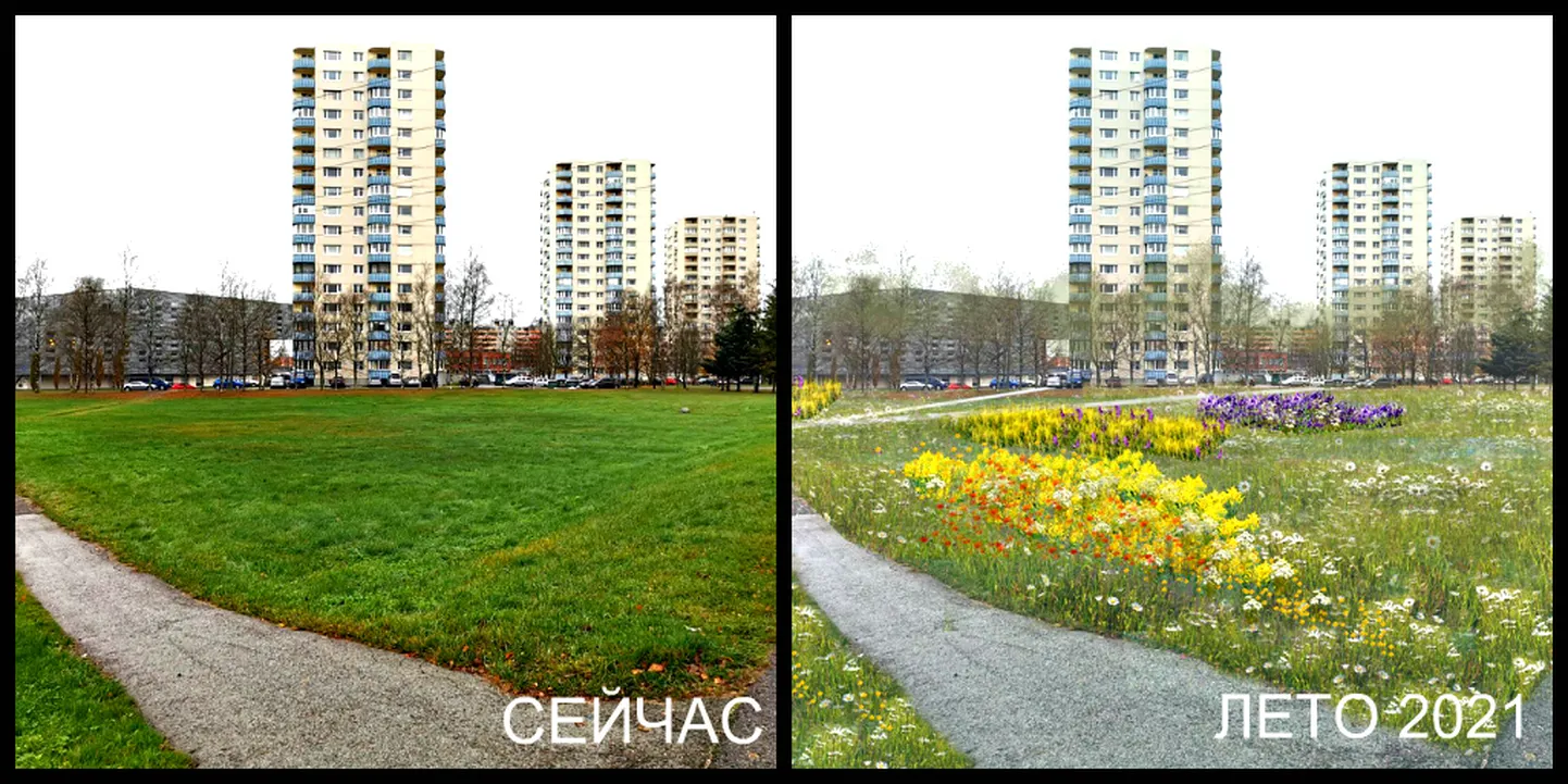 Цветочный луг. До и после.