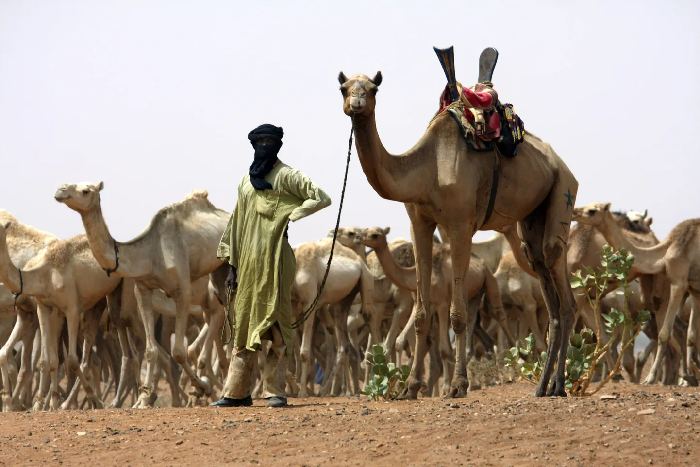 Rahumeelne tuareeg kaamelikarjaga