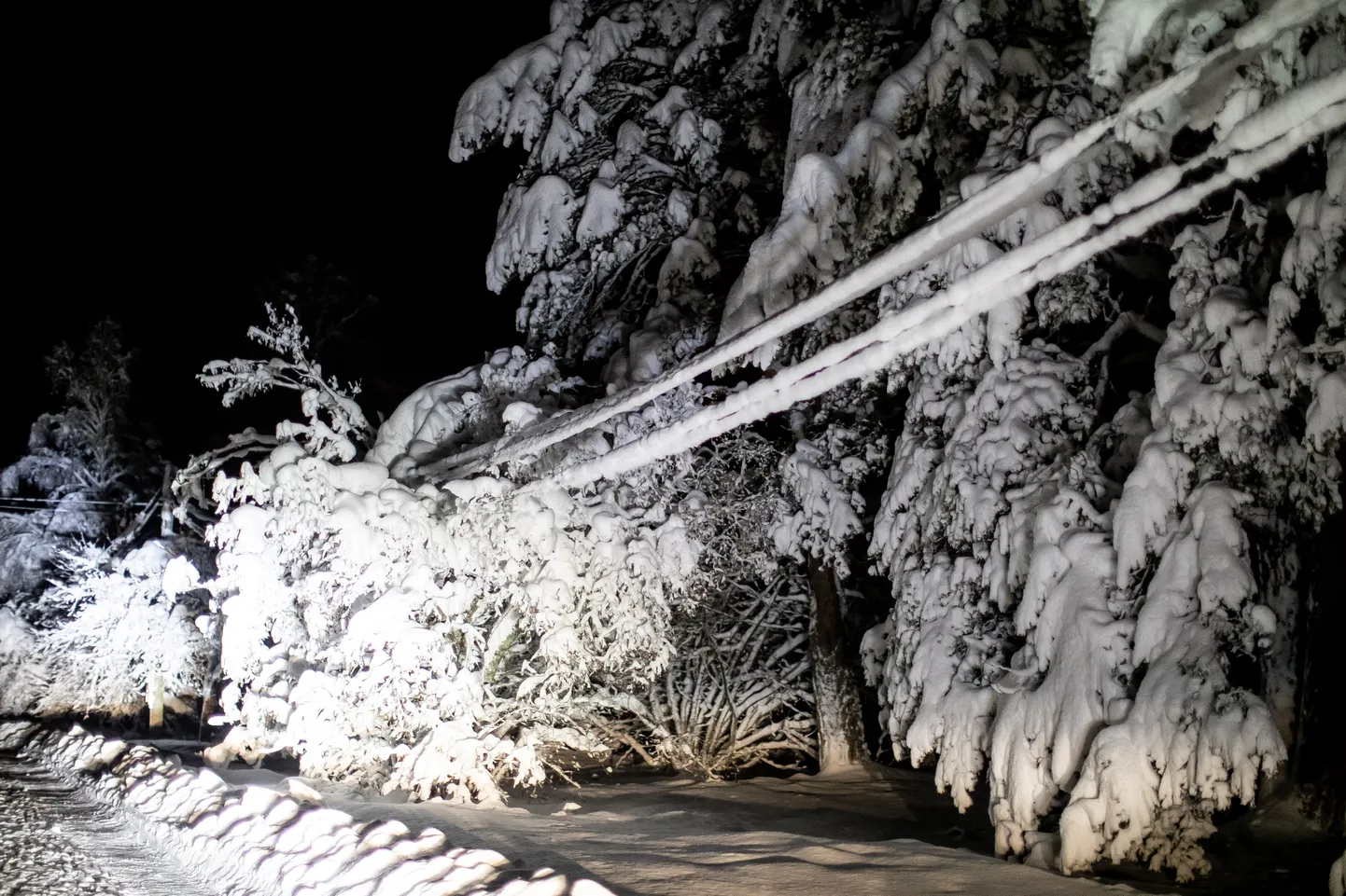 11.12.2022 Saaremaa Elektri katkestus Saaremaal. Kaks päeva elektrita olnud Sõmera.  Lume all vajunud elektriliinid. Foto: Sander Ilvest, Postimees