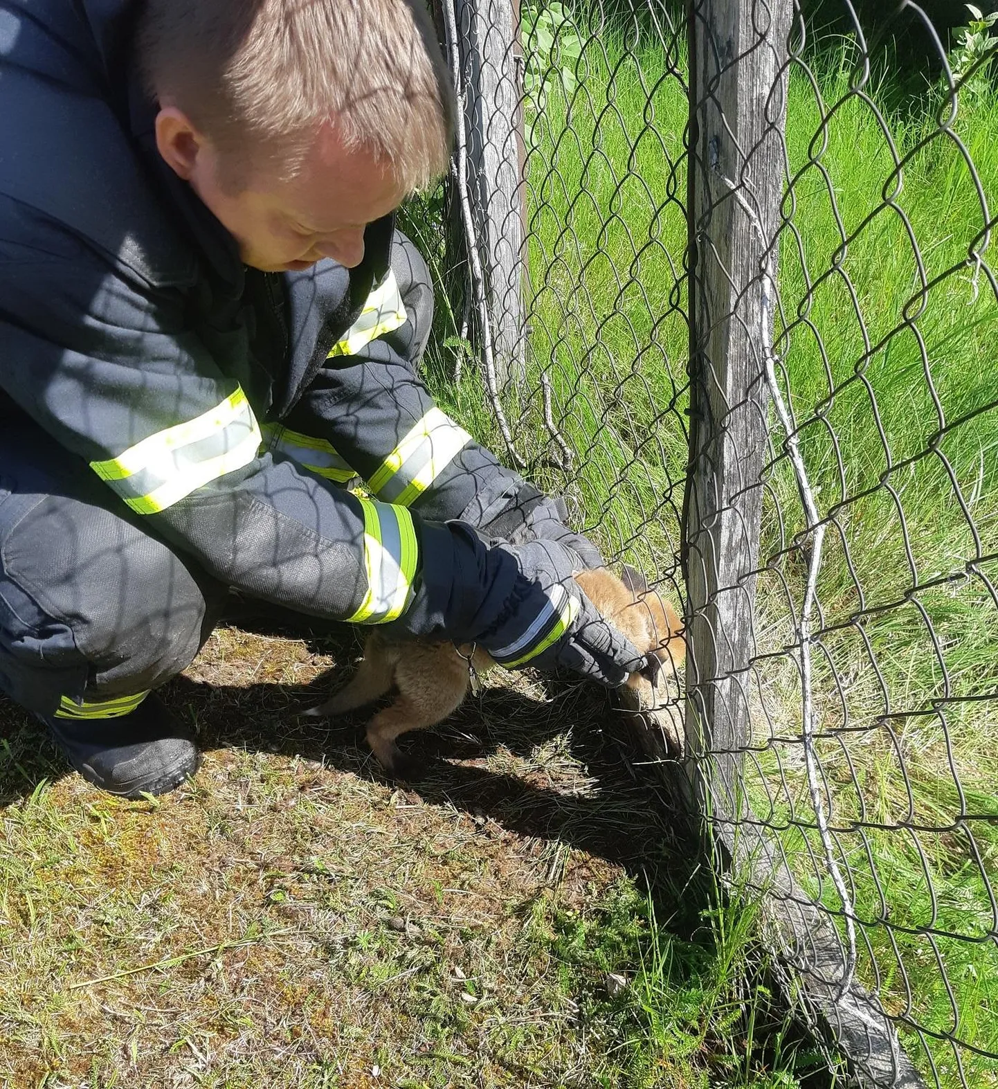 Rebasekutsikas päästeti aia vahelt lahti ja loomake jooksis oma teed.