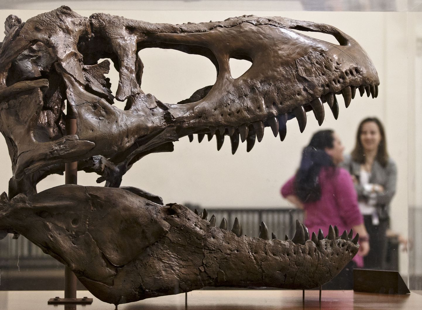 Türannosaurus rexi skelett.