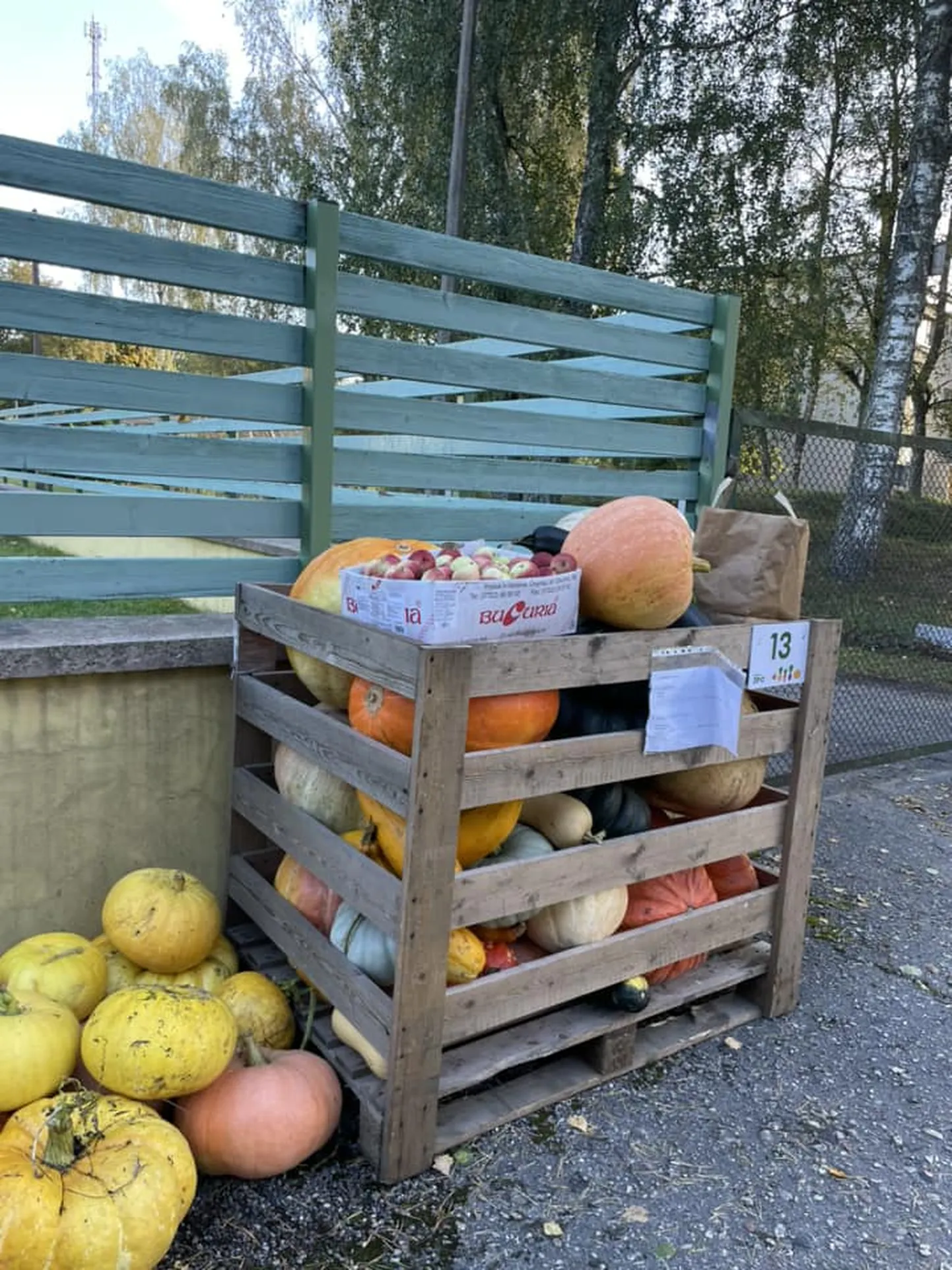 Tõstamaa lasteaias kogunes tänavu loomaaiale saadetavaid aiasaadusi 397 kilogrammi jagu.