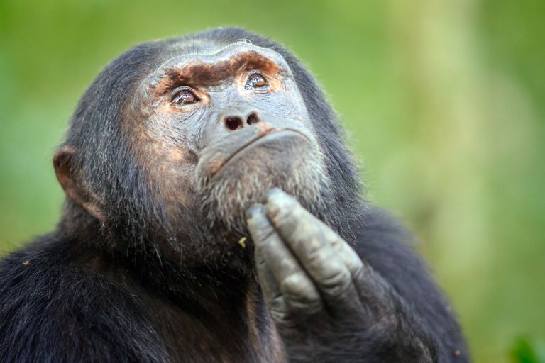 Mõtlev šimpans 