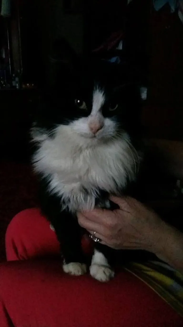 Pusa. Foto: