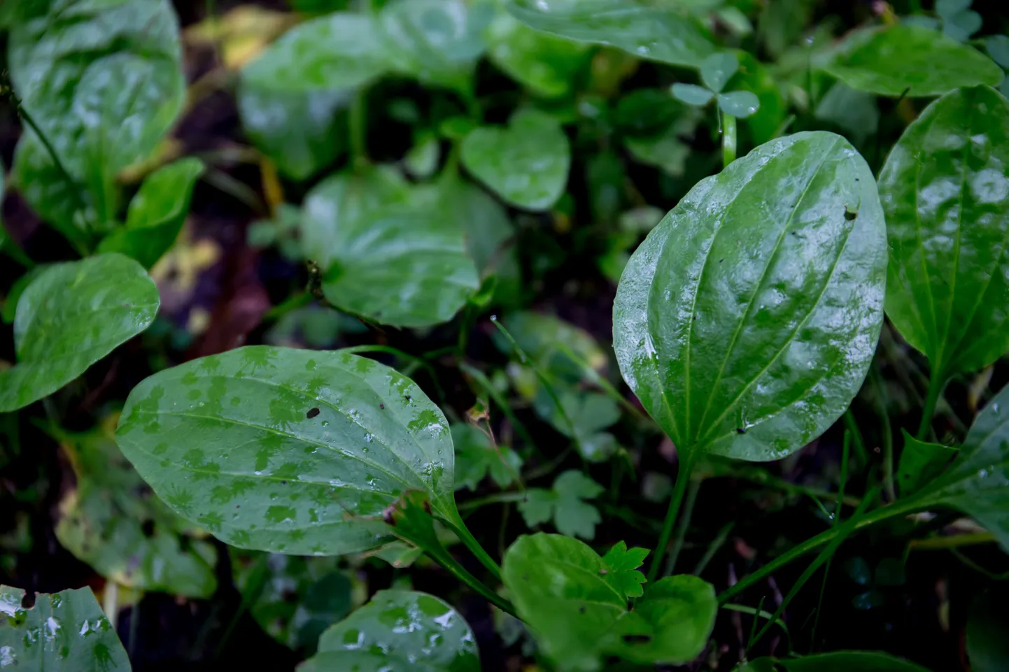 Teelehe mahla ja seemneid kasutatakse mao- ja soolehaavandite ravimisel.