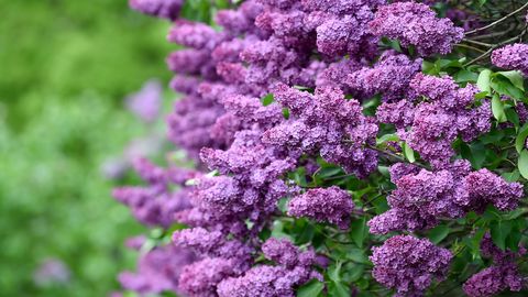 Svētdien Latvijā gaidāmi lieli gaisa temperatūras kontrasti: temperatūra atšķirsies par 14 grādiem