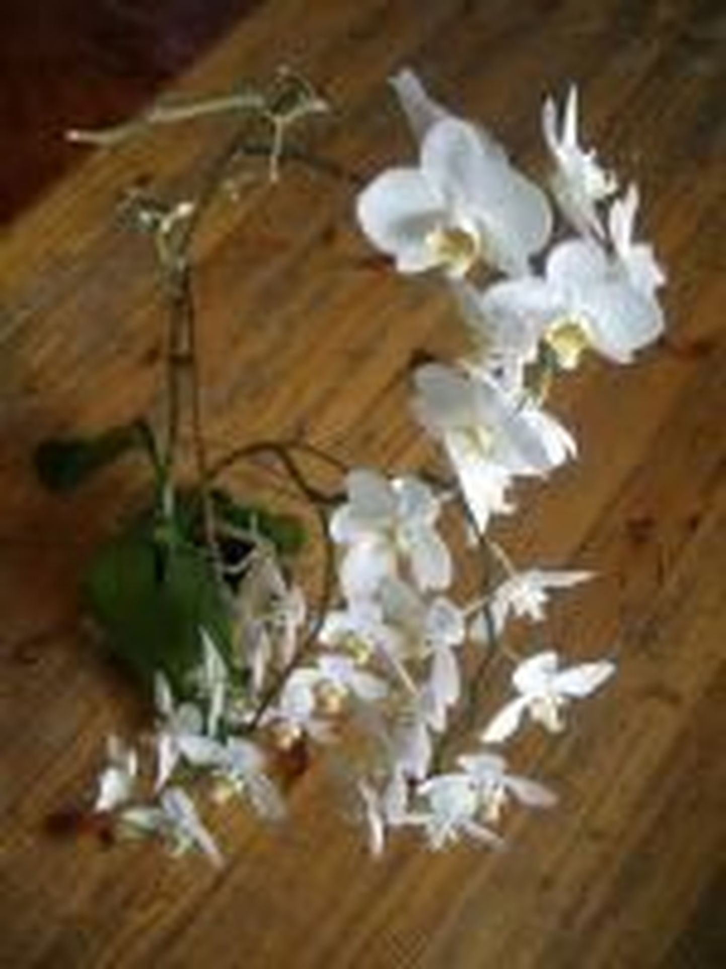 31 õiega orhidee