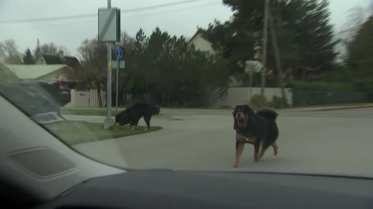 Kuvatõmmis videost.