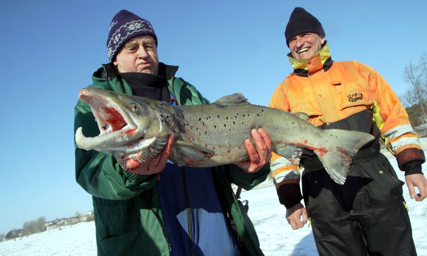 Türi mees Enn Hirv sikutas Pärnu jõest välja piraka lõhe. Suurt kala jääaugust välja tõmmata aidanud pärnakas Harri Sild takseerib uhket isendit kõrvalt.